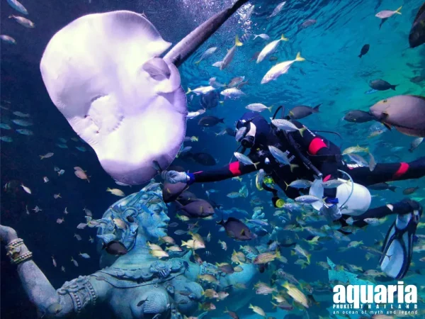 จองตั๋วอควาเรียมภูเก็ต ตั๋วเข้าชมพิพิธภัณฑ์สัตว์น้ำอควาเรีย ภูเก็ต (Aquaria Phuket)