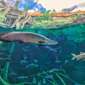 จองตั๋วอควาเรียมภูเก็ต ตั๋วเข้าชมพิพิธภัณฑ์สัตว์น้ำอควาเรีย ภูเก็ต (Aquaria Phuket)