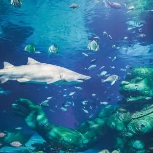 จองตั๋วอควาเรียมภูเก็ต ตั๋วเข้าชมพิพิธภัณฑ์สัตว์น้ำอควาเรีย ภูเก็ต (Aquaria Phuket)